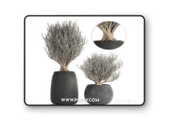 A collection of small beautiful ornamental Olive trees in black outdoor pots. Set 809