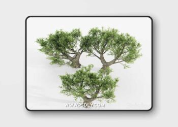 African Olive tree 3D Model