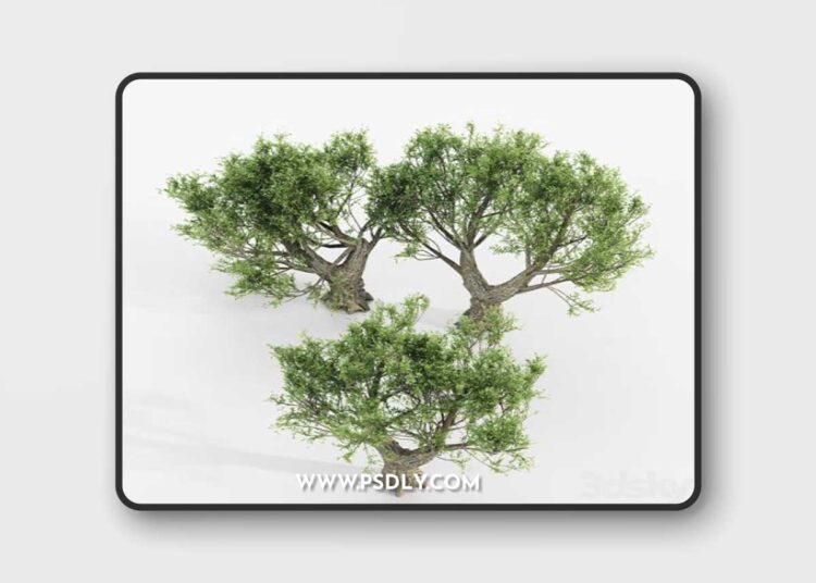 African Olive tree 3D Model