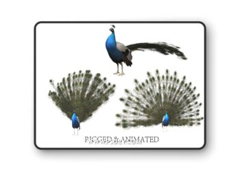 CgTrader - aniamted peacock peafowl 3D Model