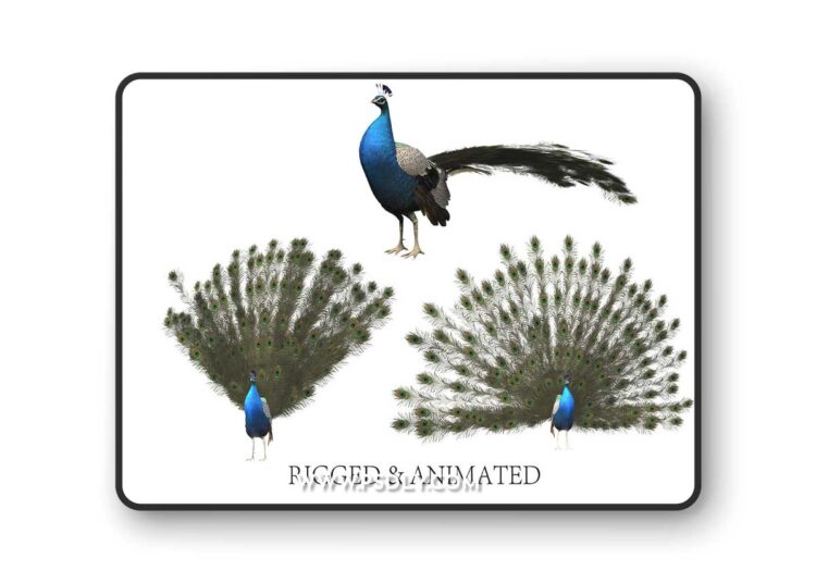 CgTrader - aniamted peacock peafowl 3D Model