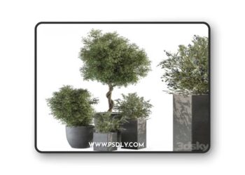 Outdoor Plant Set 273 - Plant Set in Concrete Pot