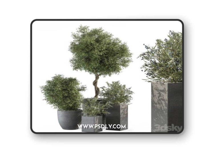 Outdoor Plant Set 273 - Plant Set in Concrete Pot