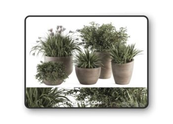 Outdoor Plant Set 311 - Yuka and Bush Set in Concrete Pot