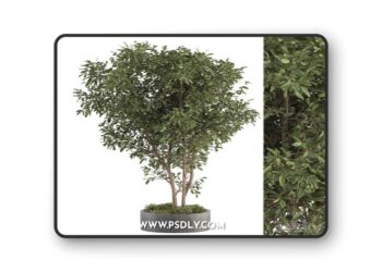 Outdoor Plant Set 405- Plant Set in Concrete Pot