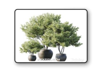 Plant 3 3D Model