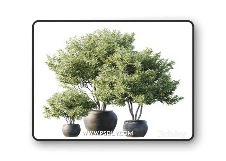 Plant 3 3D Model