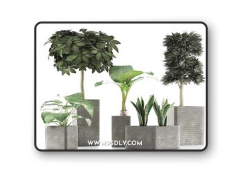 Plants Collection 39 3D Model