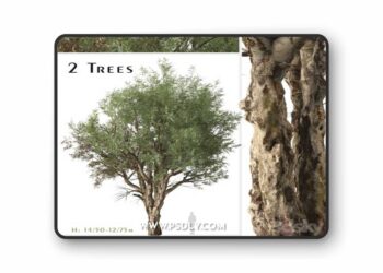 Set of Eucalyptus Camaldulensis Tree (River Red Gum) (2 Trees)