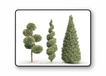 Thuja 1 (Thuja 1) 3D Model