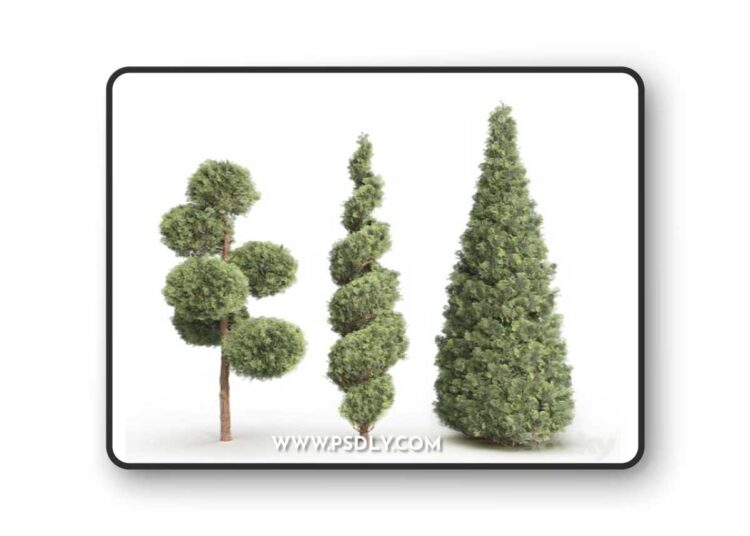 Thuja 1 (Thuja 1) 3D Model