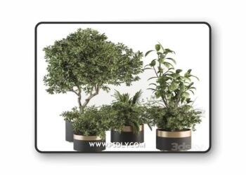 indoor Plant Set 373- Tree and Plant Set in pot