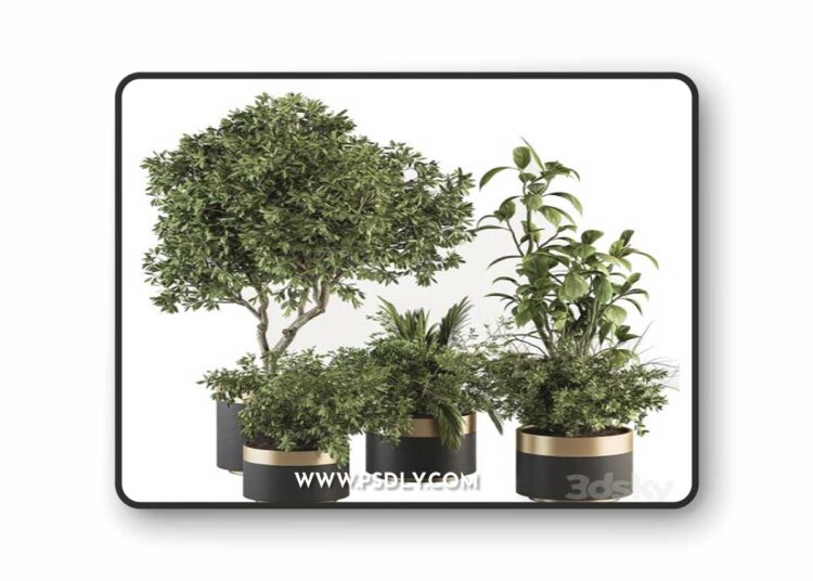 indoor Plant Set 373- Tree and Plant Set in pot