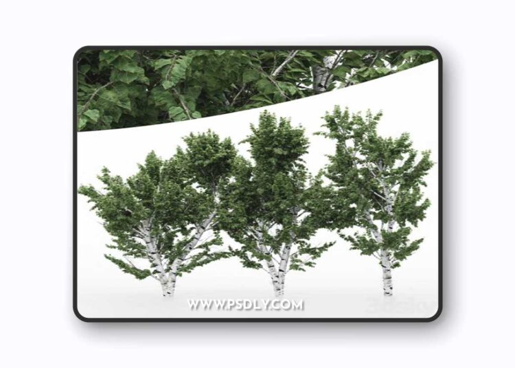 5diffrent tree White Birch 3D Model