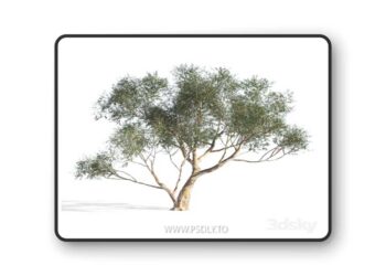 Eucalyptus 6 3D Model