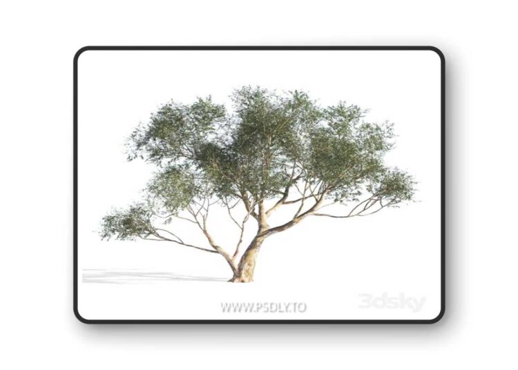 Eucalyptus 6 3D Model