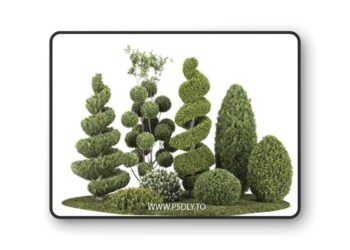 Group outdoor plants & Hedges