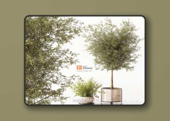 Indoor Plant 017 3D Model