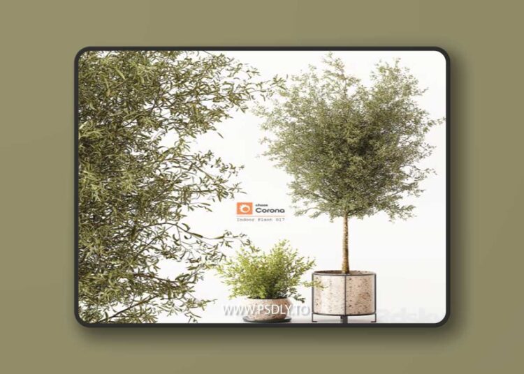 Indoor Plant 017 3D Model