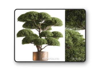 Indoor Plant 638 -Topiary Ball