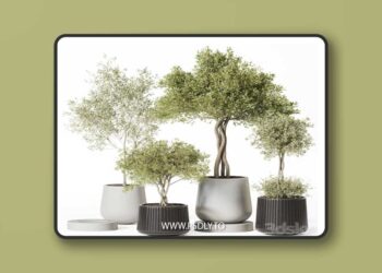 Indoor Plant Set 019 3D Model
