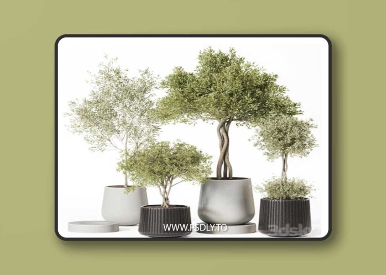 Indoor Plant Set 019 3D Model