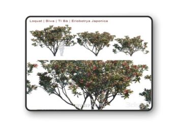 Loquat | Biwa | Eriobotrya Japonica V2