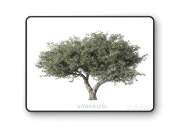 Olive Tree No.78 3D Model