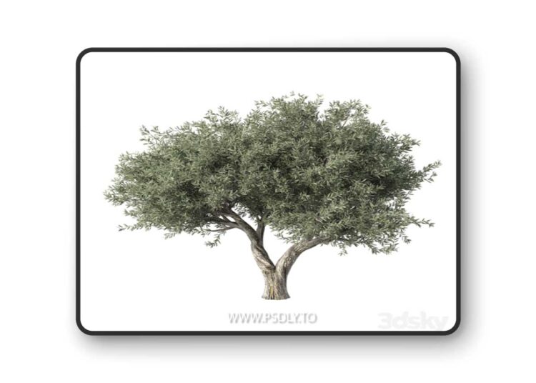 Olive Tree No.78 3D Model