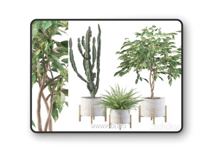 Plants collection 095 3D Model