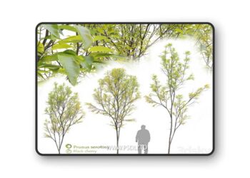 Prunus serotina 3D Model