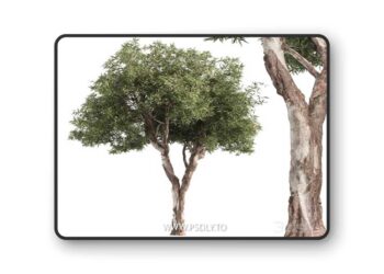 RedGum Tree - Tree Set 216 3D Model