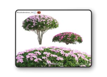 Rhododendron 03 3D Model