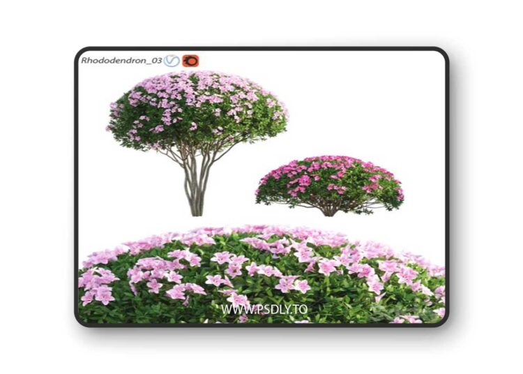 Rhododendron 03 3D Model