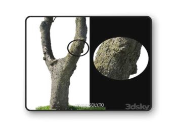 Tree trunks textures 3D Model