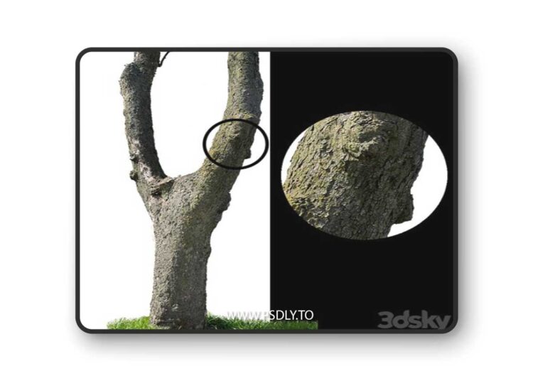 Tree trunks textures 3D Model