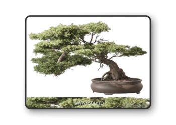 indoor Plant 584 - Bonsai Plant