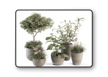 indoor Plant Set 264 - Plant Set in pot