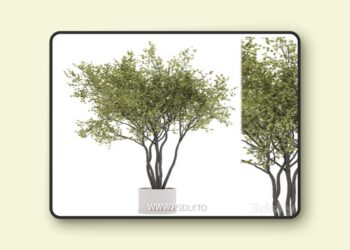 indoor plant set 31 3D Model