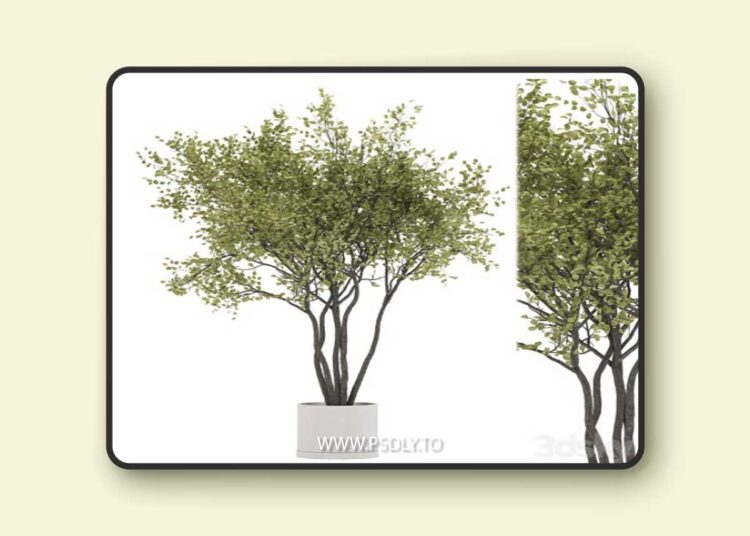 indoor plant set 31 3D Model