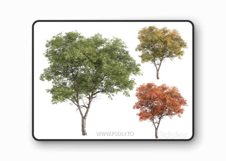 Broadleaf Tree - Tree Set 227 3D Model