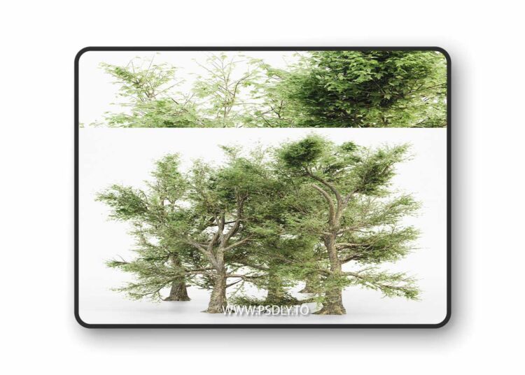 CGTrader - American Sycamore tree collection