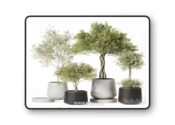 Indoor Plant Set 019 3D Model