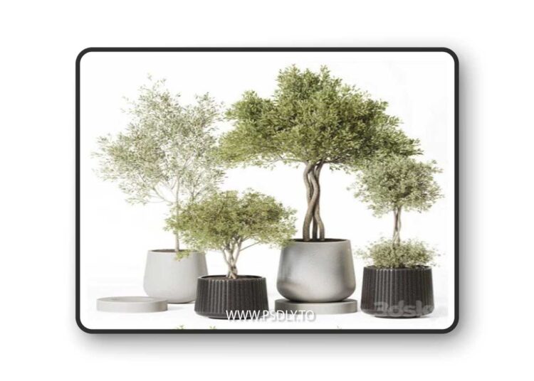 Indoor Plant Set 019 3D Model