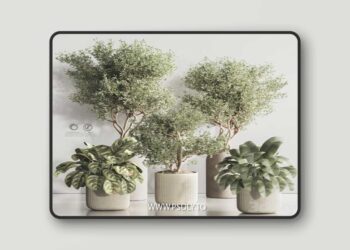 Indoor Plant Set 121 3D Model
