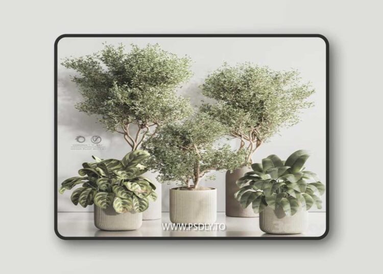 Indoor Plant Set 121 3D Model