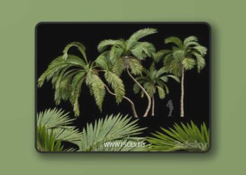 Queen Palm 4 Trees Syagrus Romanzoffiana