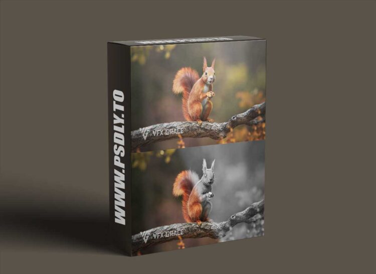 Redsquirrel Summer Animated | Vfx Grace
