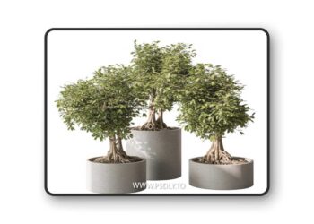 indoor Plant Set 440 - Bonsai 3D Model