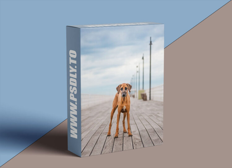 Unleashed Education - 7 Ways to Unleash Variety in Your Dog Photography Sessions